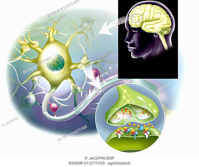 Illustration of the central nervous system, from the brain to the synapse. Top right is the brain seen in profile, then a close-up of the neuronal system