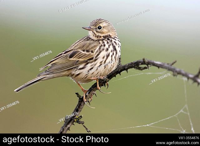 Meadow Pipit / Wiesenpieper ( Anthus pratensis ) perched elevated on top of a thorny tendril, watching back over its shoulder, wildlife, Europe