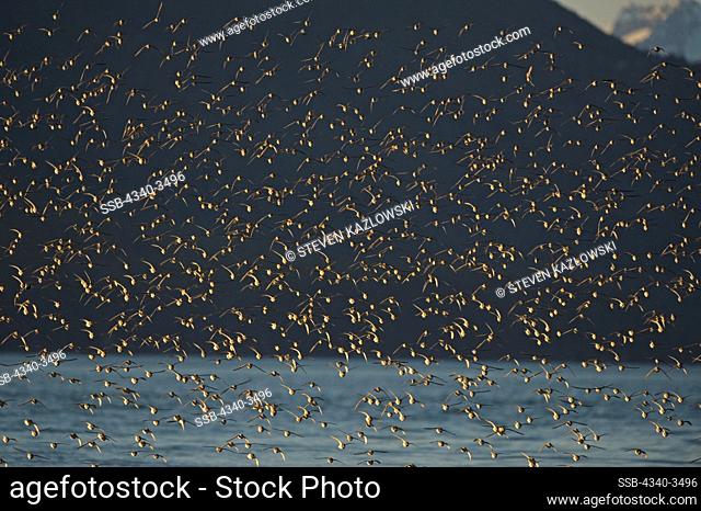 Flock of sandpipers in flight over Hartney Bay at night, Copper River Delta, Cordova, Alaska, USA