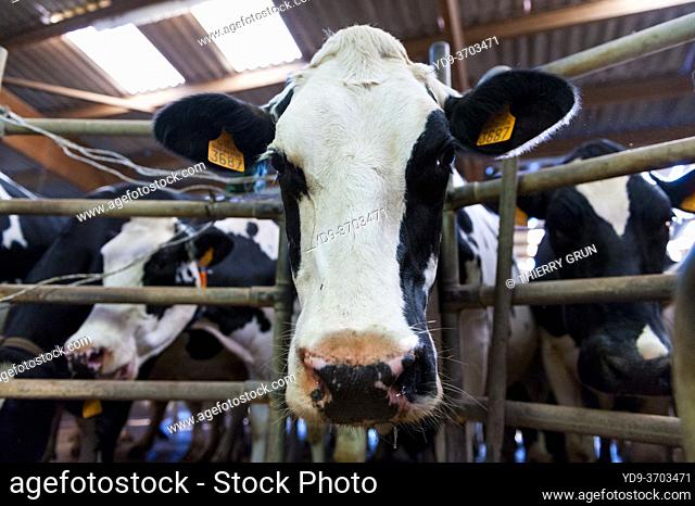 France, Indre (36), Saint-Gaultier, Bel-Air farm, breeding of Prim'Holstein dairy cows