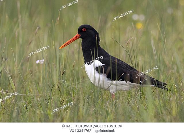 Oystercatcher ( Haematopus ostralegus ) in its typical habitat, in typical surrounding of a wet, extensive meadow, wildlife, Europe