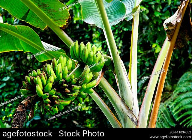 Bunch of green bananas on a tree, Fiji
