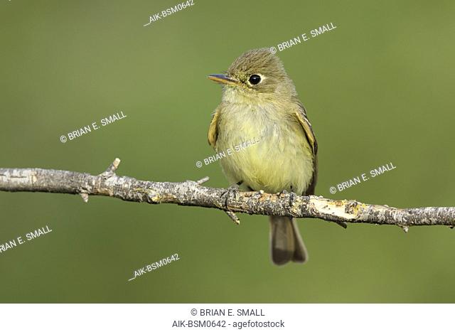 Adult Pacific-slope Flycatcher (Empidonax difficilis) perched on a twig against a green natural background. In Riverside County, California, USA