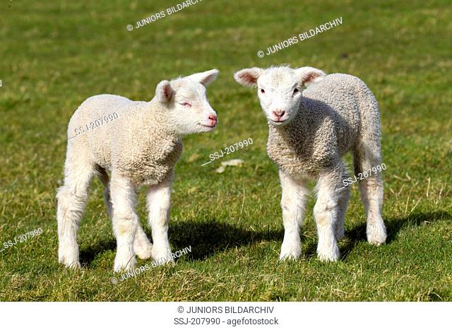 Domestic Sheep. Two lambs standing on a dyke. Germany