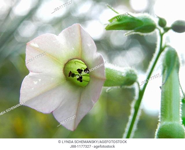 Flowering tobacco, Nicotiana sp