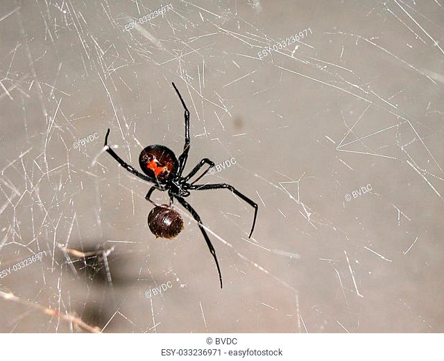 Black widow spider having lunch