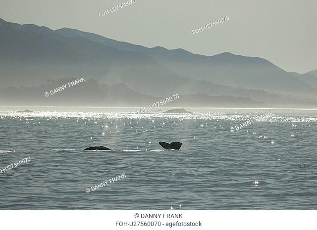 Gray whale Eschrichtius robustus fluke up. Monterey bay, California Pacific ocean, USA