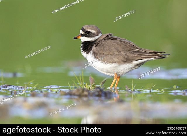 Ringed Plover (Charadrius hiaticula), side view of an adult standing in the water, Campania, Italy