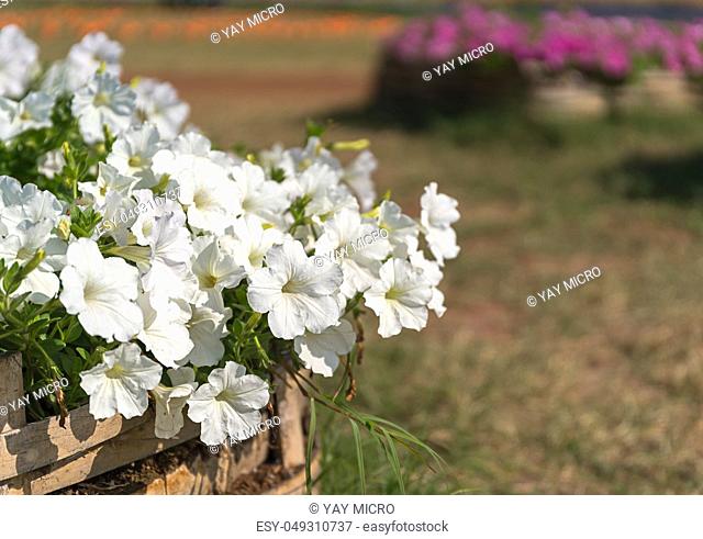 Close up of white petunias flower in garden