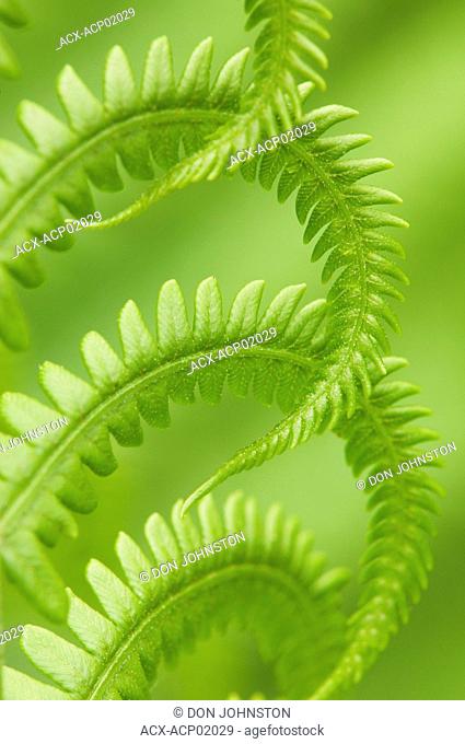 Close up of a Cinnamon fern, Osmunda cinnamomea and a Developing frond, Canada