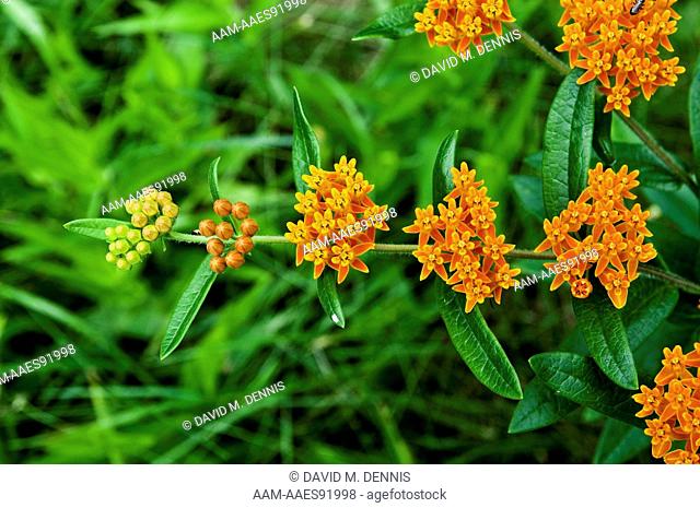 Butterfly Weed, Chestnut Ridge Metro Park, Columbus, OH