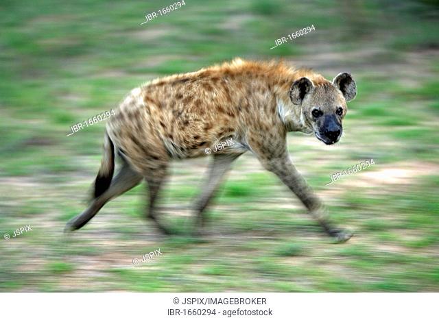 Spotted Hyena (Crocuta crocuta), running adult, Kruger National Park, South Africa, Africa