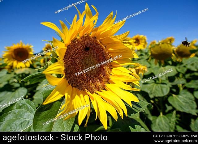 30 July 2020, Saxony-Anhalt, Schleibnitz: A bumblebee is sitting on a blooming sunflower. Photo: Klaus-Dietmar Gabbert/dpa-Zentralbild/ZB