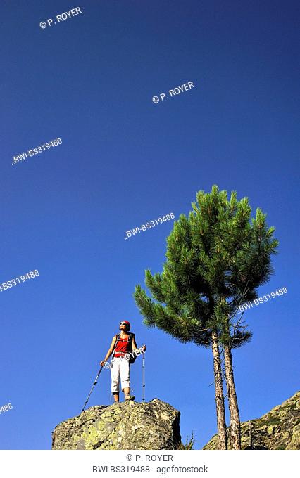aleppo pine (Pinus halepensis), female wanderer standing on a rock and enjoying the view, France, Corsica, Pietra Piana