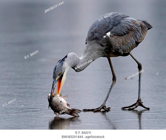 grey heron (Ardea cinerea), on a frozen lake with a fish in its beak, Hungary