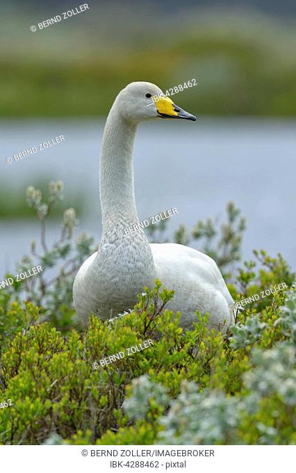 Whooper swan (Cygnus cygnus), standing in Arctic willow (Salix arctica), Southern Region, Iceland