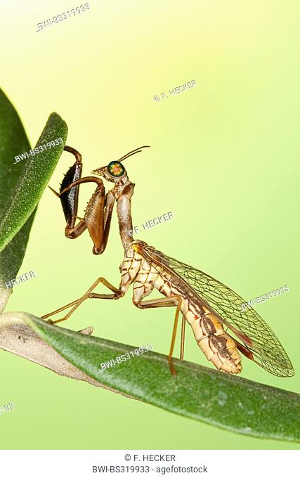Mantis fly (Mantispa styriaca, Poda pagana, Mantispa pagana), sitting on a branch
