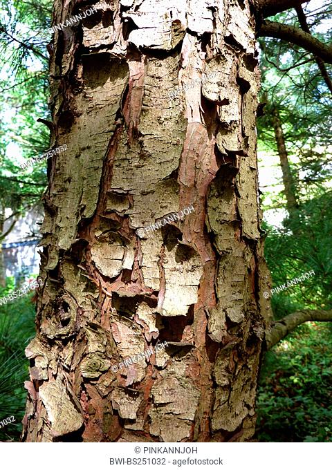 Korean pine Pinus koraiensis, bark