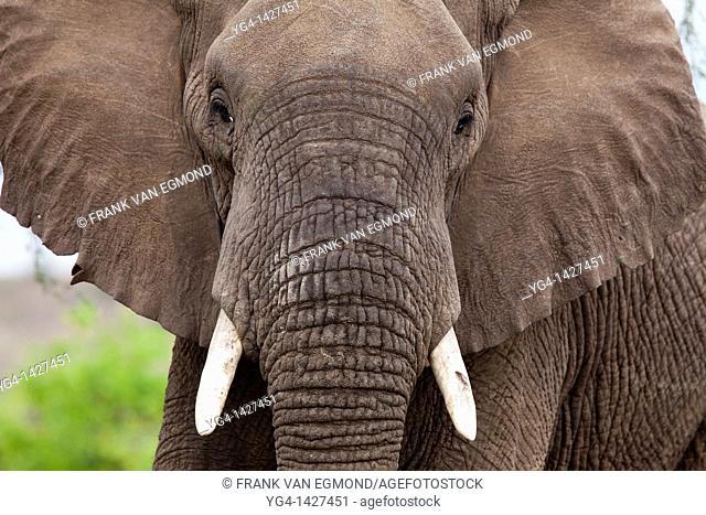 African Elephant Loxodonta africana  Vulnerable species   Mashatu Game Reserve  Tuli block, Botswana  November 2010