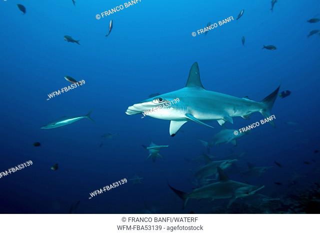 Scalloped Hammerhead Sharks, Sphyrna lewini, Malpelo, East Pacific Ocean, Colombia