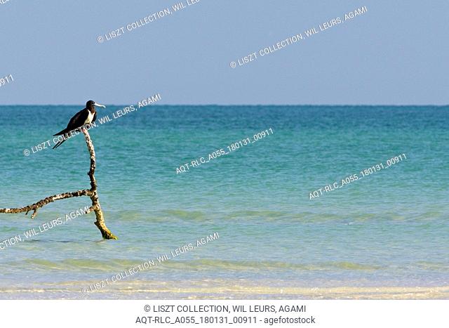 Magnificent Frigatebird female perched at stick in sea Mexico, Magnificent Frigatebird, Fregata magnificens