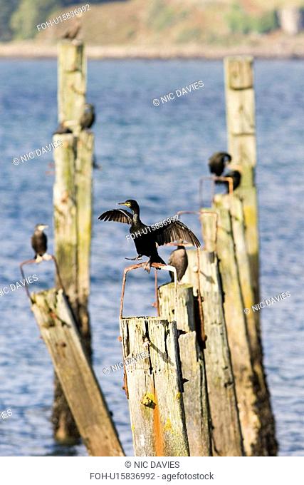 Shag Phalacrocorax aristotelis on old pier. Shags use the old pier at Salen. Isle of Mull, throughout the year from which to forage in the Sound of Mull