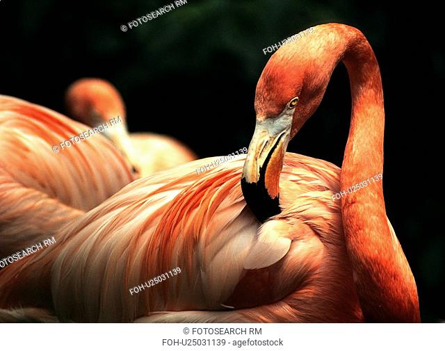nature flamingo wading bird ruber vertebrate