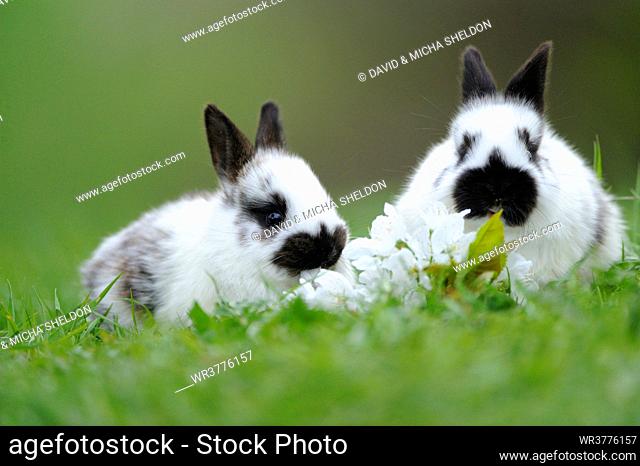 Two domestic rabbits in grass