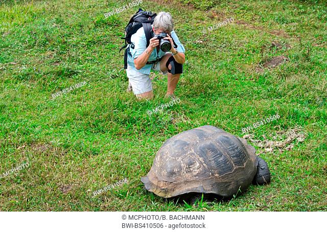 Galapagos tortoise, Galapagos giant tortoise, porteri (Chelonodis nigra porteri, Geochelone elephantopus porteri, Geochelone nigra porteri