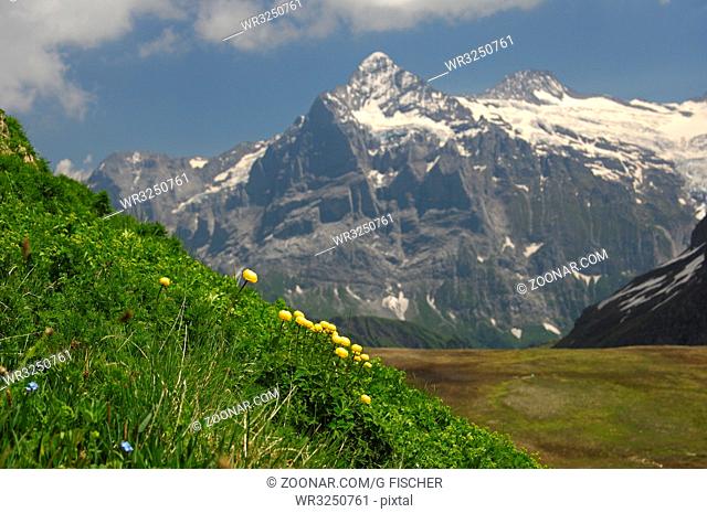 Trollblumen vor dem Wetterhorn-Massiv bei Grindelwald, Berner Oberland Schweiz / Globe flowers in front of the Wetterhorn massif near Grindelwald