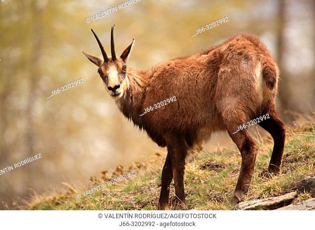 Chamois (Rupicapra rupicapra) in the National Park Gran paradiso. Italy