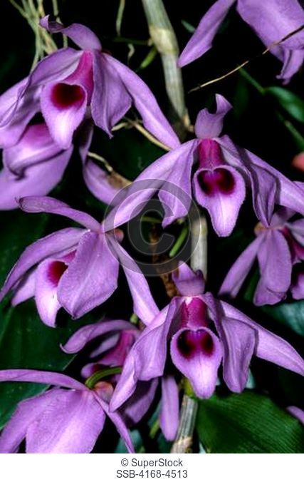 Trinidad, Asa Wright Nature Ctr, Orchid, Dendrobium Pieradii