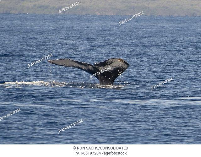 The tail of a Humpback Whale off the coast of Lahaina, Maui, Hawaii on Thursday, February 25, 2016. Adult Humpback males range between 40 and 52 feet and weigh...