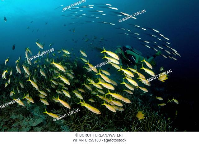 Shoal of Yellowfin Goatfish, Mulloidichthys vanicolensis, Richelieu Rock, Surin Islands, Thailand