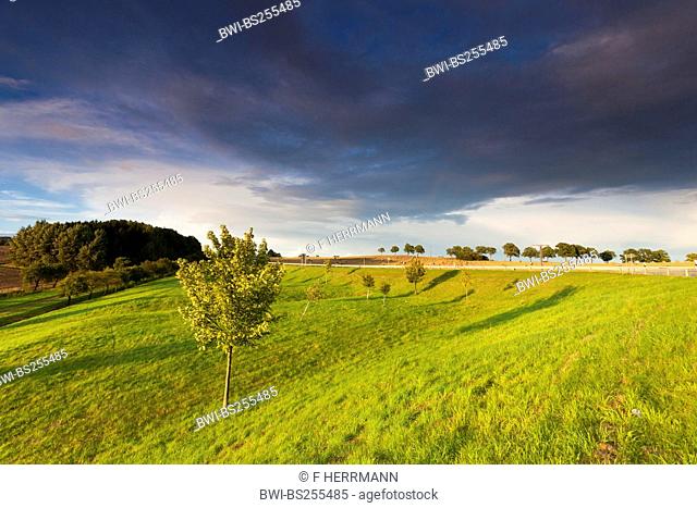 single tree in a meadow in morning light with thundercloud, Germany, Saxony, Vogtlaendische Schweiz