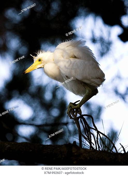 Portrait of a snowy egret Egretta thula chick looking for its nest and waiting to be rescued by its parent  The artificial estuaries and lagoons in the suburbs...
