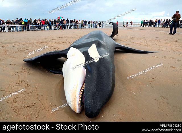 Illustration picture shows the body of an orca, in De Panne, . The orca was spotted off the coast of Koksijde around 10am on Sunday morning