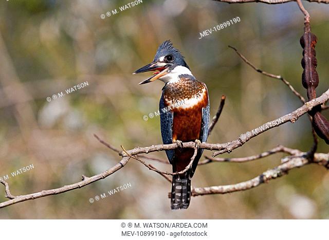 Ringed Kingfisher (Megaceryle torquata). Pantanal area - Mato Grosso - Brazil