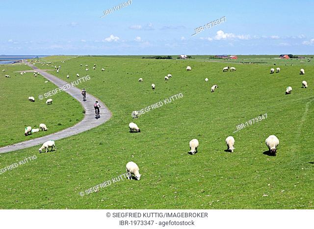 Sheep on dike, Pellworm, North Friesland, Schleswig-Holstein, Germany, Europe, PublicGround
