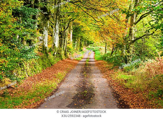 Country lane in autumn. Exmoor National Park near Oareford, Somerset, England