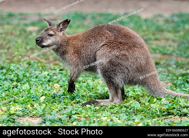 Bennett wallaby (macropus rufogriseus) with red neck standing on the green grass