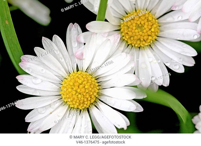 Common Daisy, Bellis perennis  Flower heads sprinkled with raindrops against dark background  Close up, filled frame