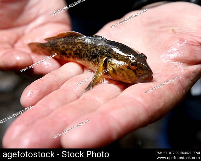21 September 2021, North Rhine-Westphalia, Essen: Project manager Markus Kühlmann holds a blackmouth goby at the connecting tunnel from the fish lift to the...