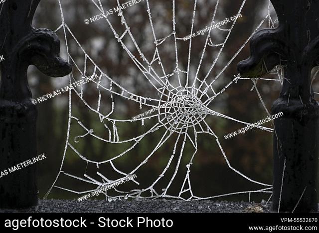 Illustration picture shows an ice covered spiderweb in Lierde, Belgium, Friday 09 December 2022. After a cold night with almost general frost