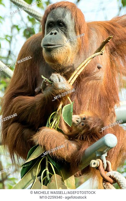 A mom Orangutan and her baby are up in their tree