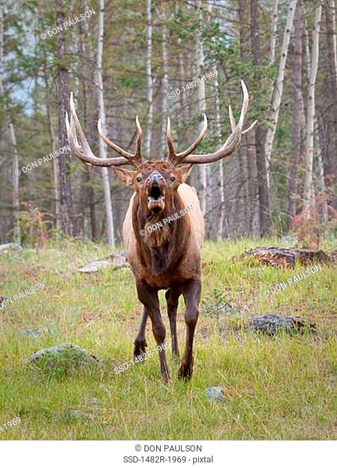 Bull Elk, Jasper Lodge, Jasper National Park, Alberta, Canada