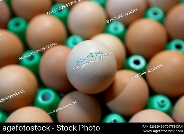 PRODUCTION - 16 March 2022, Saxony-Anhalt, Blankenburg: With the help of an imprint, consumers can understand the origin of the chicken eggs as well as how the...