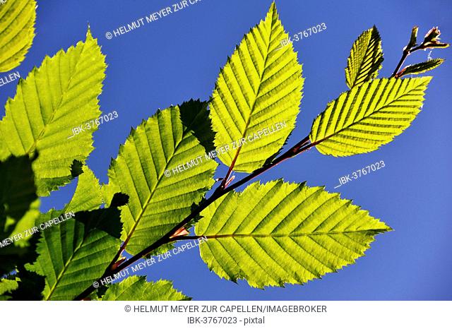 European Hornbeam (Carpinus betulus), backlit leaves, Middle Franconia, Bavaria, Germany