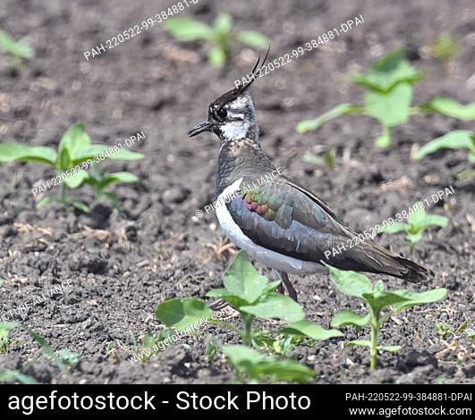 19 May 2022, Brandenburg, Sachsendorf: A lapwing (Vanellus vanellus) stands in a field. Just 50 years ago, the lapwing was frequently seen in fields and meadows...