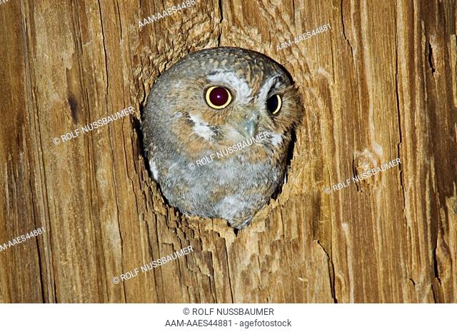 Elf Owl (Micrathene whitneyi) adult in nest hole in telephone post, Madera Canyon, Arizona, USA, May 2005